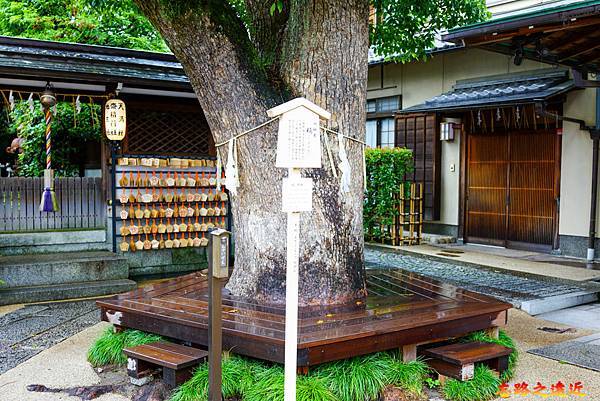 24京都晴明神社御神木.jpg