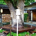 24京都晴明神社御神木.jpg