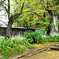 04青葉神社前參道旁植物.jpg