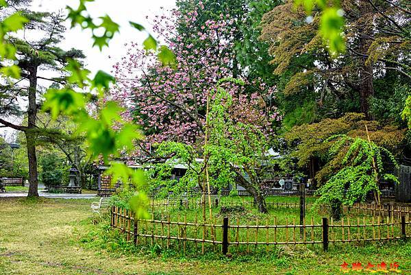 13青葉神社庭園櫻花.jpg