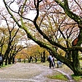 07盛岡城跡公園櫻山馬場.jpg