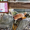 10櫻山神社長壽院龜之助.jpg