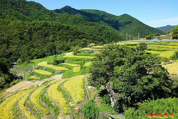 36小豆島中山千枚田-上.jpg