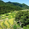 36小豆島中山千枚田-上.jpg