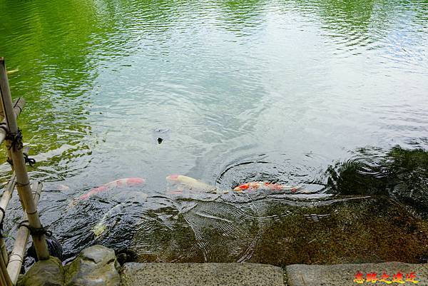 18栗林公園北湖鯉魚.jpg