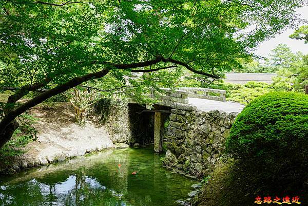 30栗林公園往楓岸石橋鯉魚.jpg