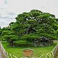 40栗林公園鶴龜松.jpg