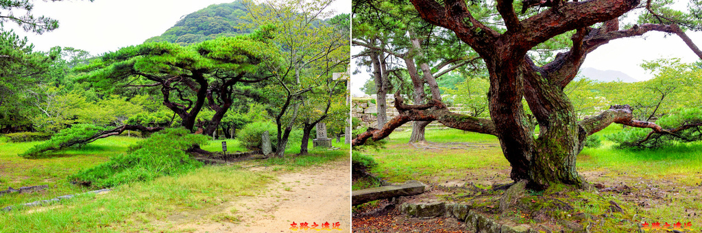 27志都岐山神社連體松.jpg