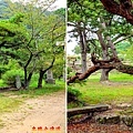 27志都岐山神社連體松.jpg