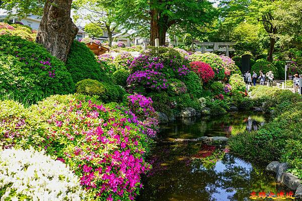 11 根津神社杜鵑花苑旁.jpg