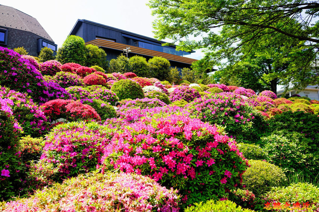 12 根津神社杜鵑花苑-1.jpg