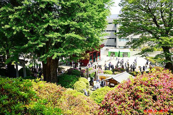 14  根津神社杜鵑花苑望樓門.jpg