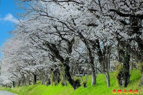 25  佐倉城南城址櫻花並木.jpg