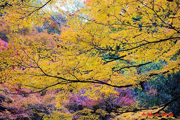 12 滝道前段楓紅-2.jpg