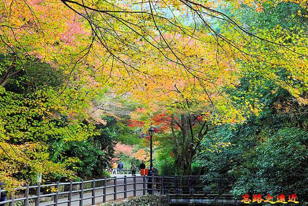 11 滝道中段楓紅-1.jpg