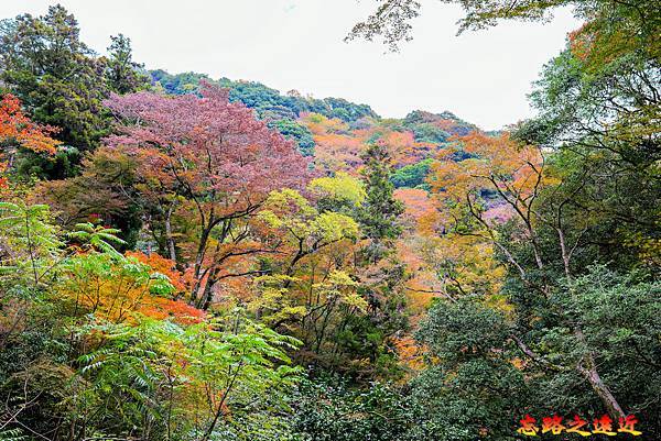 33 滝道後段楓紅.jpg