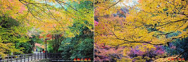 11 滝道中段楓紅.jpg