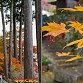 38 勝尾寺山間楓紅.jpg