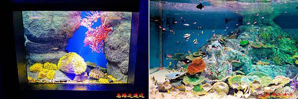 16 淺蟲水族館珊瑚礁魚類.jpg