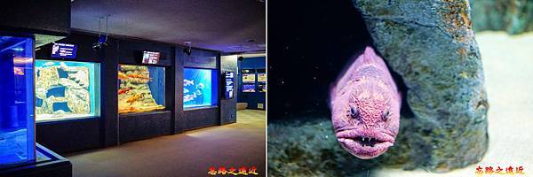 22 淺蟲水族館寒帶魚類展示區.jpg