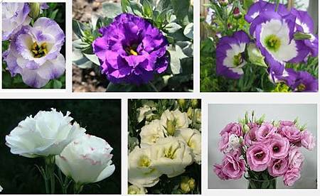 洋桔梗栽培 Loomayorchids 六美生技中草藥組培工廠台灣蔡大川tel 6 Wh 6 痞客邦
