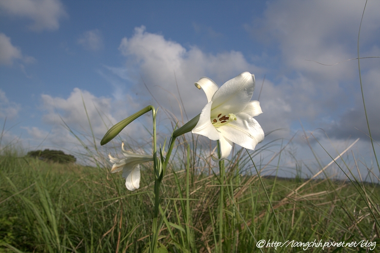 lily_010.jpg