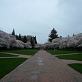 Quad Square with cherry blossm (but it was a rainy day)