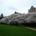 Cherry blossm at one side of Quad Square