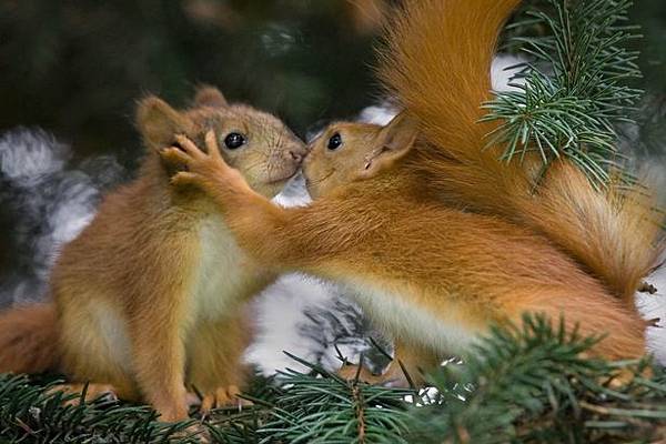 Two-red-squirrels-being-affectionate.jpg Two-red-squirrels-being-affectionate.jpg