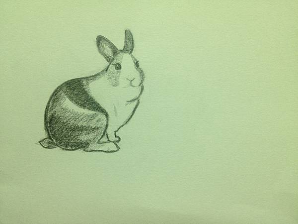 rabbit 005