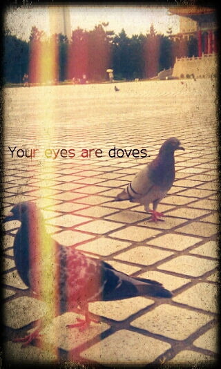 Doves