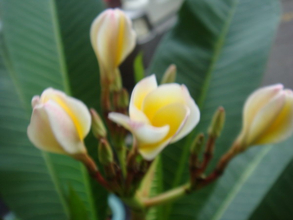 sDSC04131.jpg sDSC04131.jpg