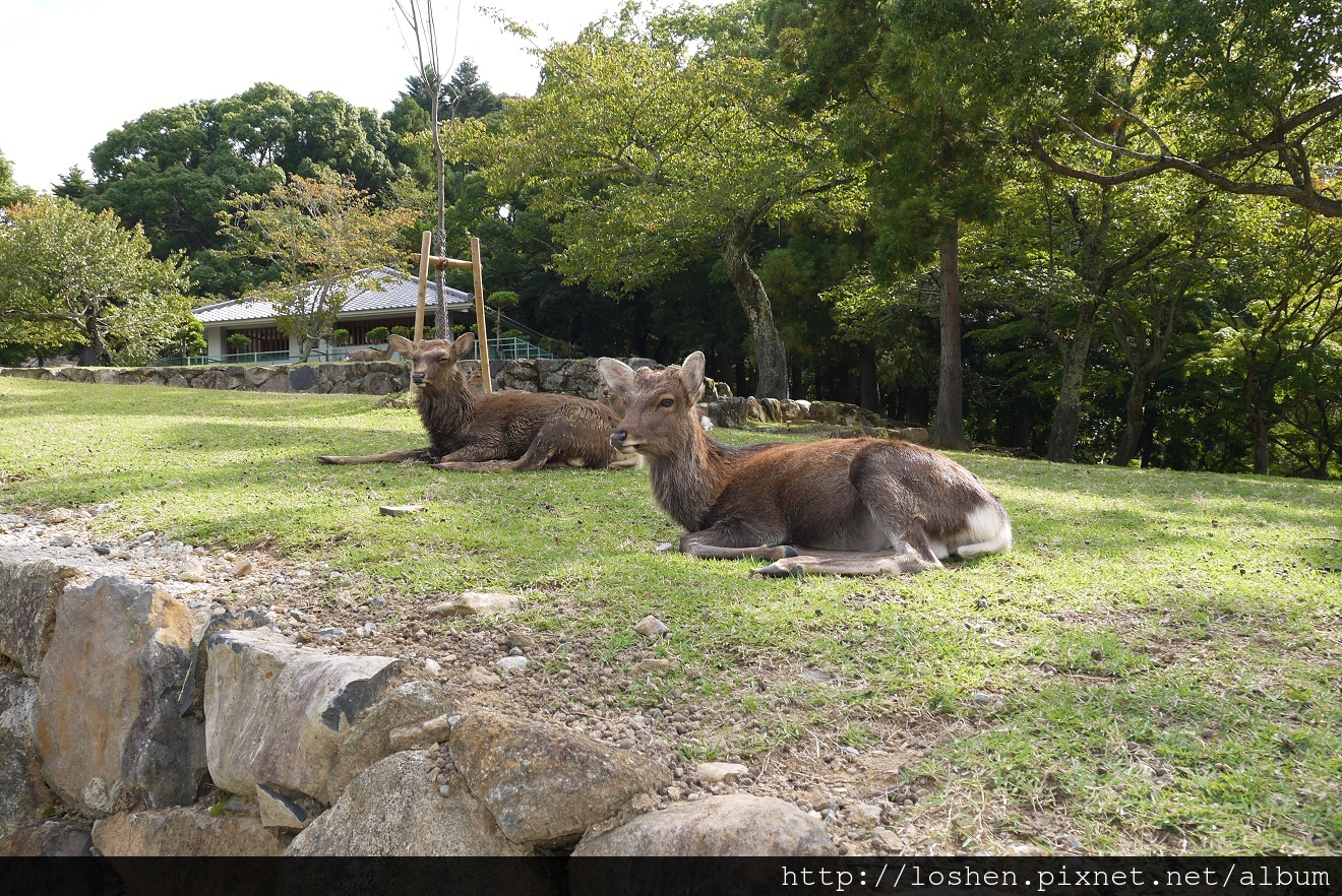 奈良公園