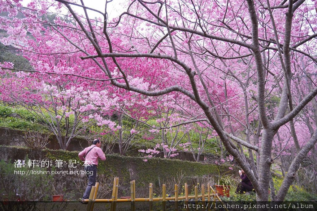 拉拉山中巴陵櫻木花道