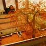 DSC05200 DSC05200
