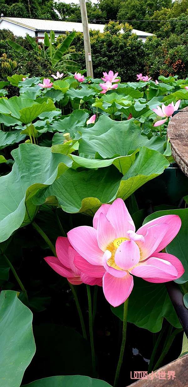 南投賞花去 中興新村綻放的蓮花 Lotus的小世界 痞客邦
