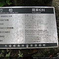 大板根13.jpg