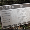 大板根49.jpg