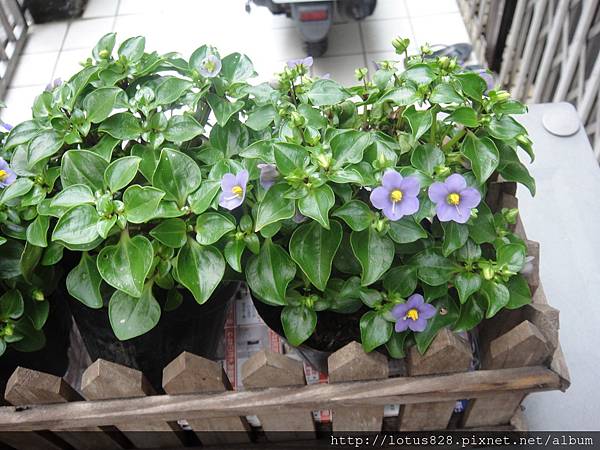 104年10月賞花 Lotus 的部落格 痞客邦 104年10月賞花 Lotus 的部落格 痞客邦