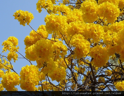 blossom1 blossom1