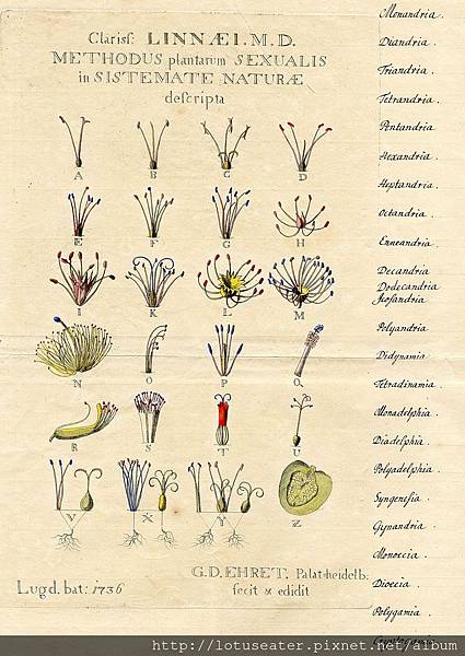 Linnaeus Linnaeus