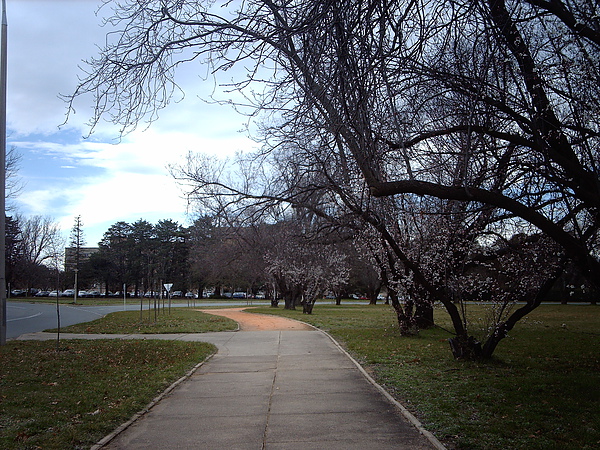 森林公園般的Canberra馬路.JPG