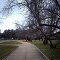 森林公園般的Canberra馬路.JPG