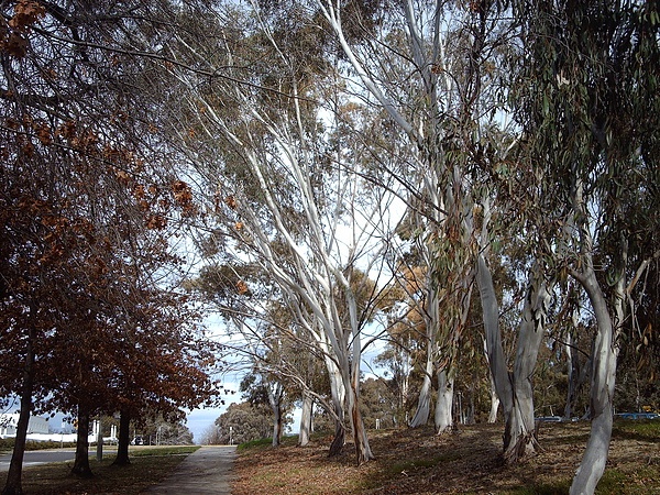 Snow Gums.JPG