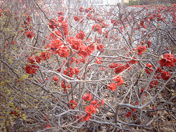 中國大使館前的血紅色櫻花.JPG