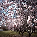 Lyneham路邊美麗的櫻花.JPG