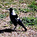 Magpie.JPG