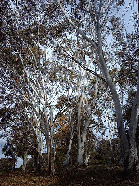 Gum Tree 2.JPG