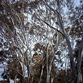 Gum Tree 2.JPG