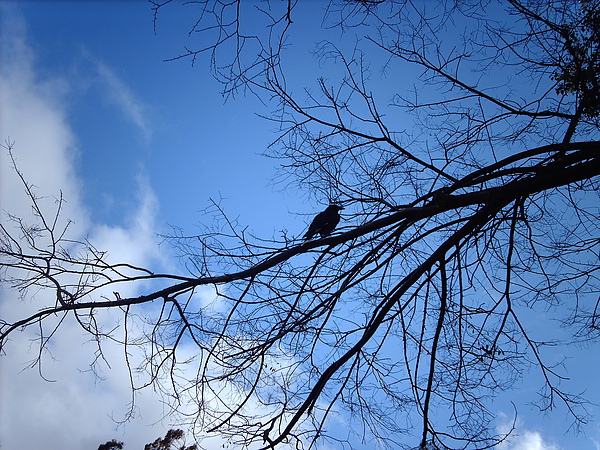 樹上的大鳥.JPG